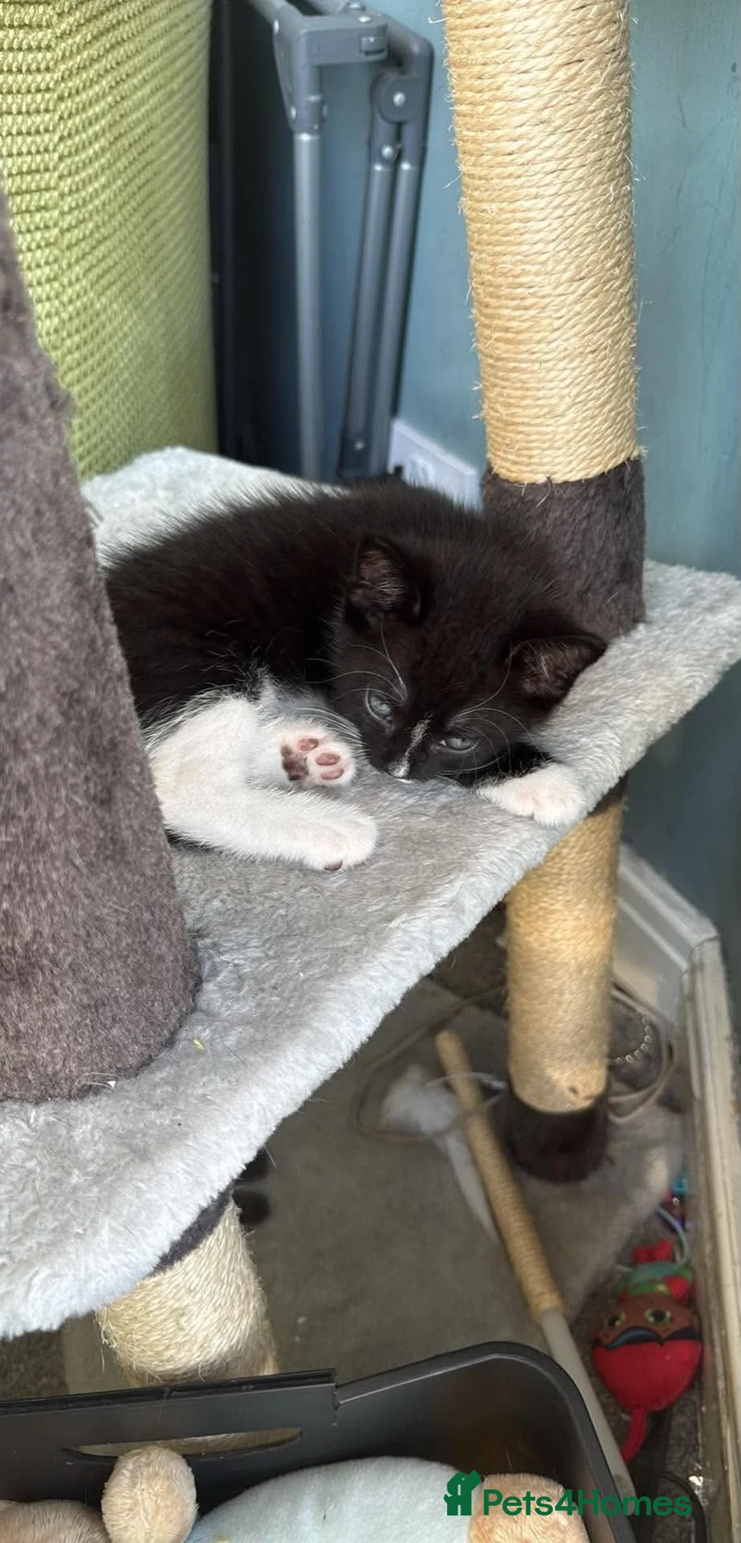 British Shorthair cats for sale: Gorgeous boy for sale in Blackpool - Advert 2