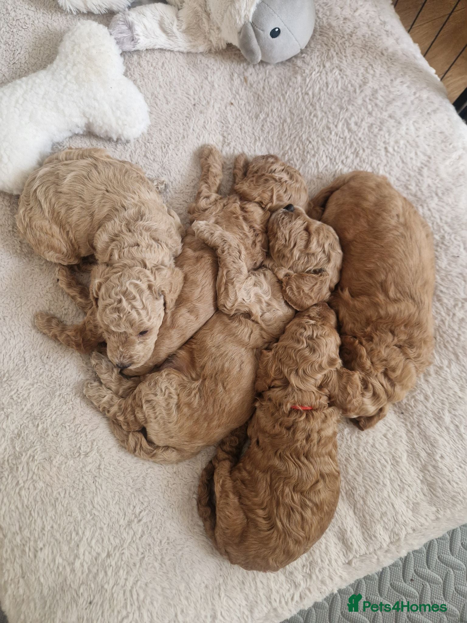 Cockapoo dogs Cockapoo Puppies Looking for Their Forever Homes - Advert 2