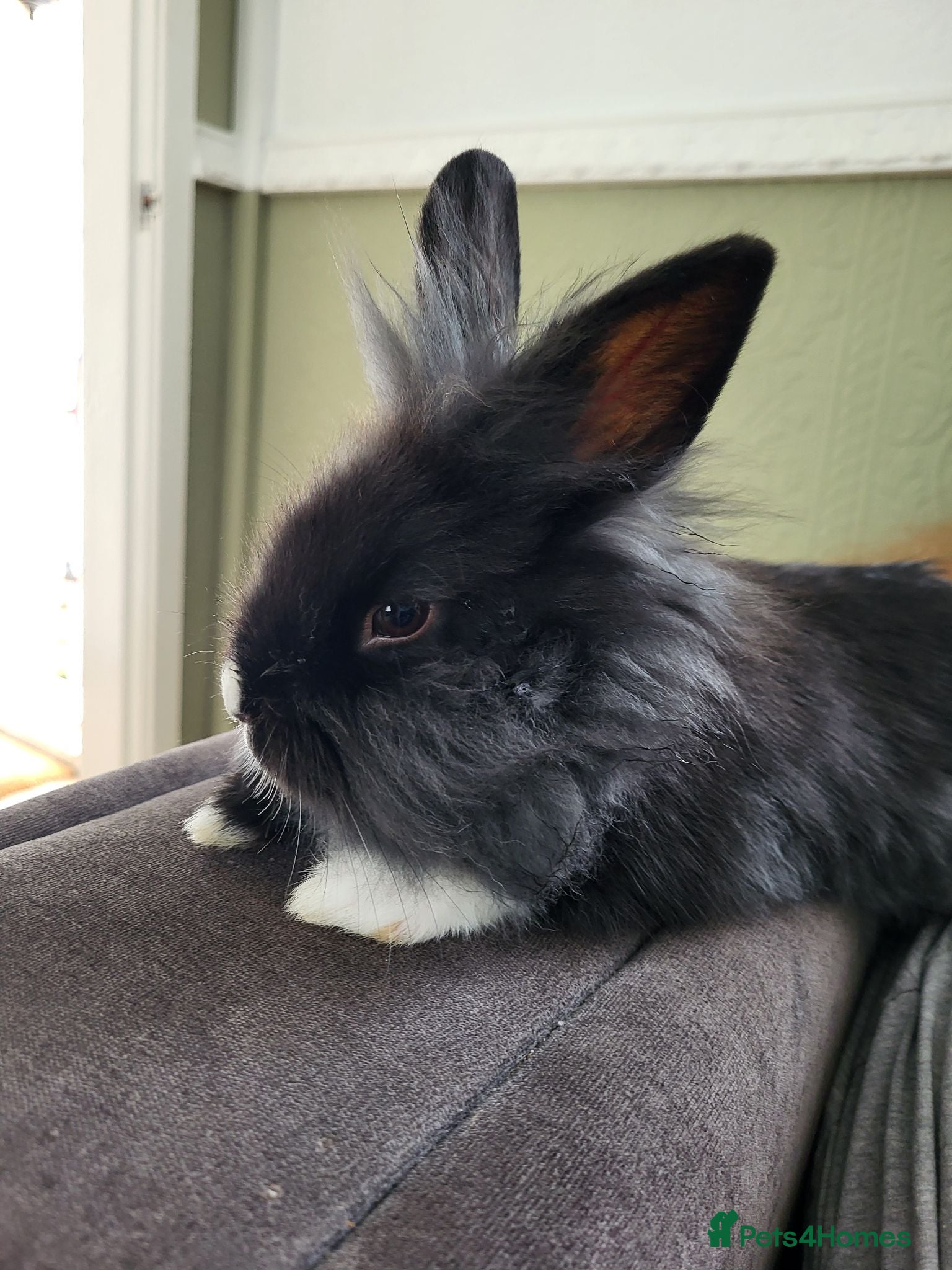 Lionhead rabbits Lionhead 14 weeks  - Advert 4