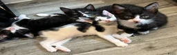 Mixed Breed cats for sale: Beautiful Tuxedo Male kittens in Erith - Advert 2