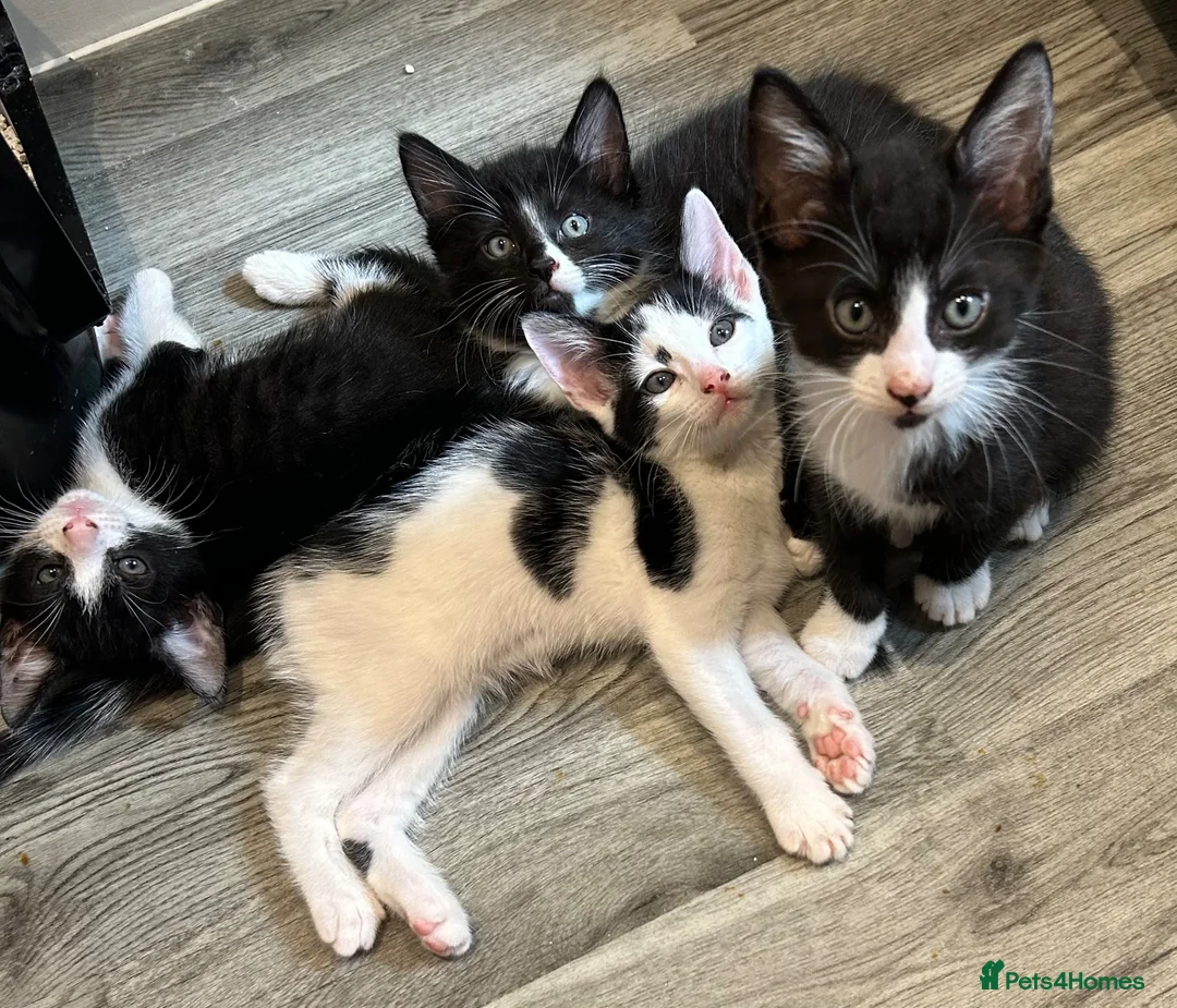 Mixed Breed cats for sale: Beautiful Tuxedo Male kittens in Erith - Advert 2