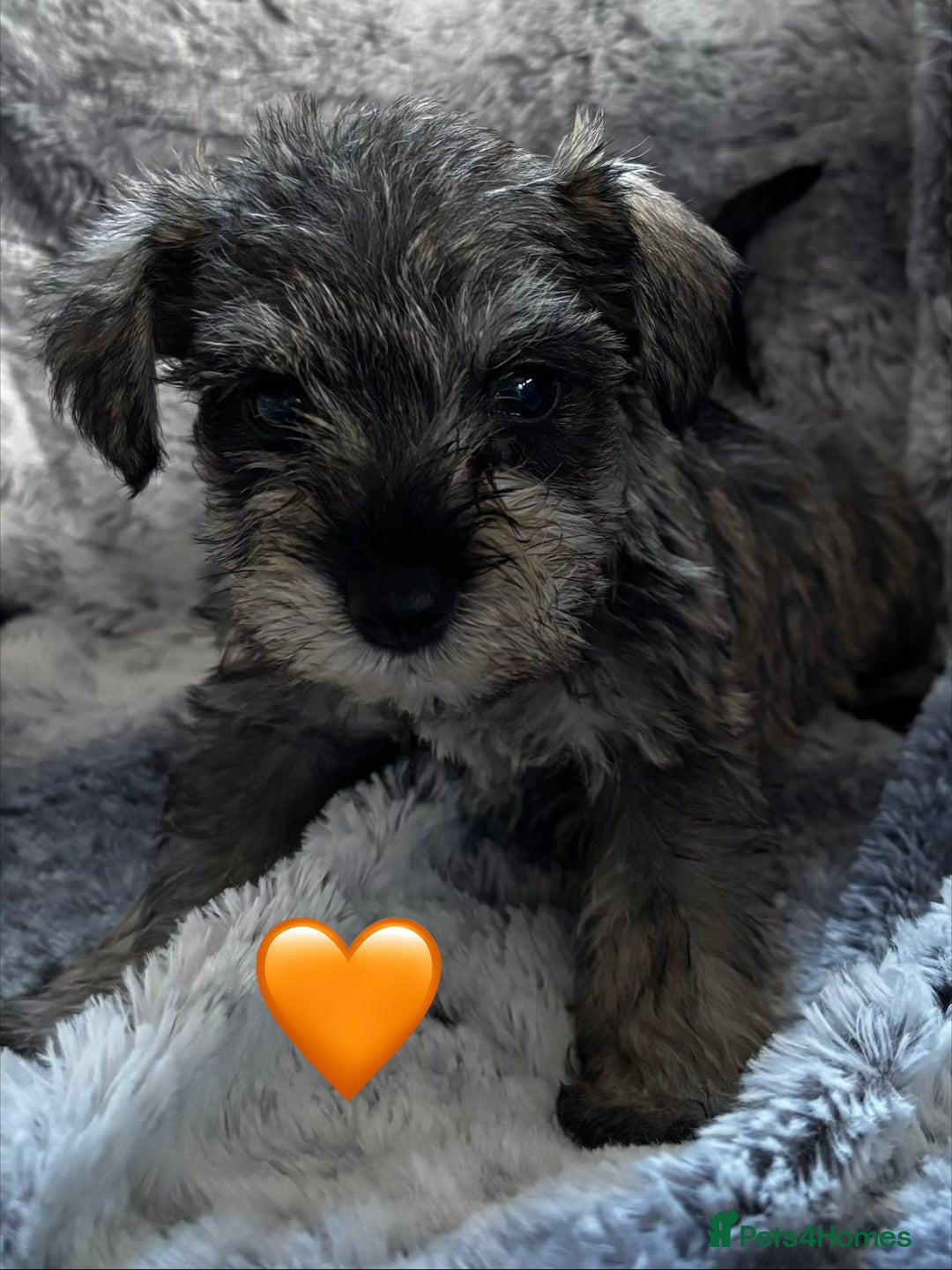 Miniature Schnauzer dogs for sale: Miniature Schnauzer Puppies - Image 5
