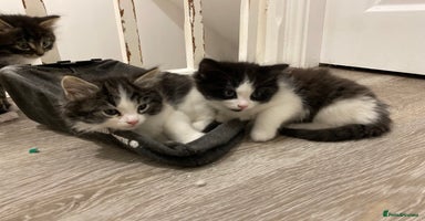 Mixed Breed cats - Advert 4