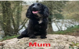 Cocker Spaniel dogs for sale: Stunning Cocker Spaniel Pups from Working Heritage - Image 5