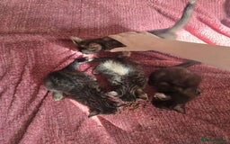 Mixed Breed cats for sale: Beautiful kittens  - Image 12
