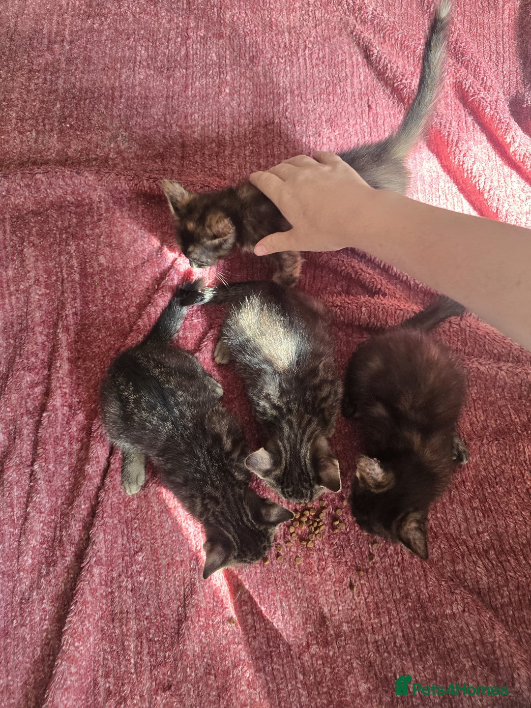 Mixed Breed cats for sale: Beautiful kittens  - Image 12