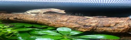 Gecko reptiles for sale: Lilly white crested gecko with full set up - Advert 2
