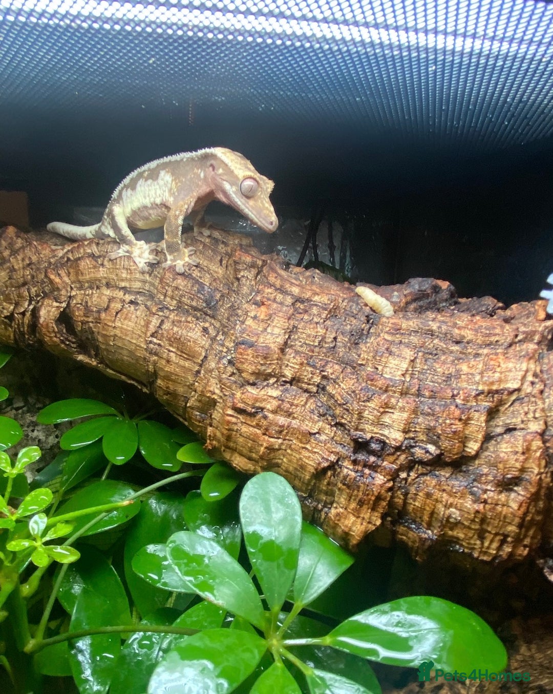 Gecko reptiles for sale: Lilly white crested gecko with full set up - Advert 2