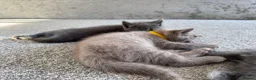 Ragdoll cats for sale: Ragdoll x British Shorthair blue kittens  - Advert 8