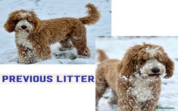 Australian Labradoodle dogs for sale: Exceptionally bred for Health! Temperament! Looks! - Advert 4