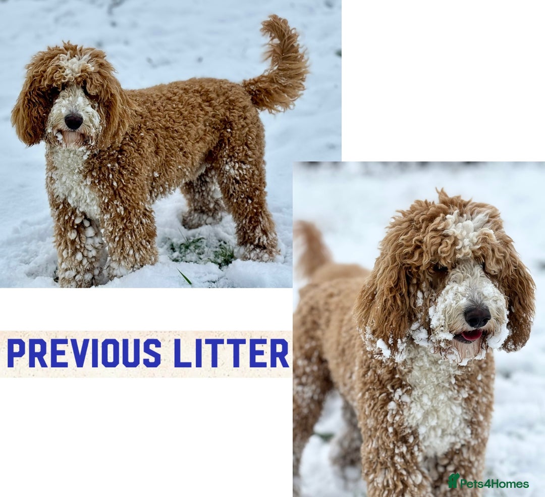 Australian Labradoodle dogs for sale: Exceptionally bred for Health! Temperament! Looks! - Advert 4