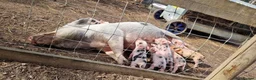 Pig livestock for sale: 🐷💛ADORABLE MINI PIGLETS💛🐷 - Advert 8