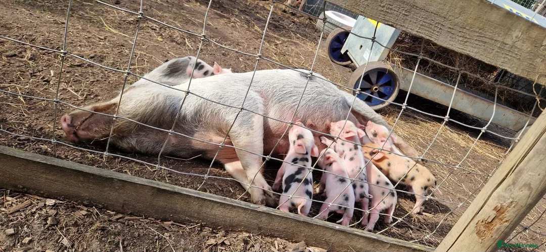Pig livestock for sale: 🐷💛ADORABLE MINI PIGLETS💛🐷 - Advert 8