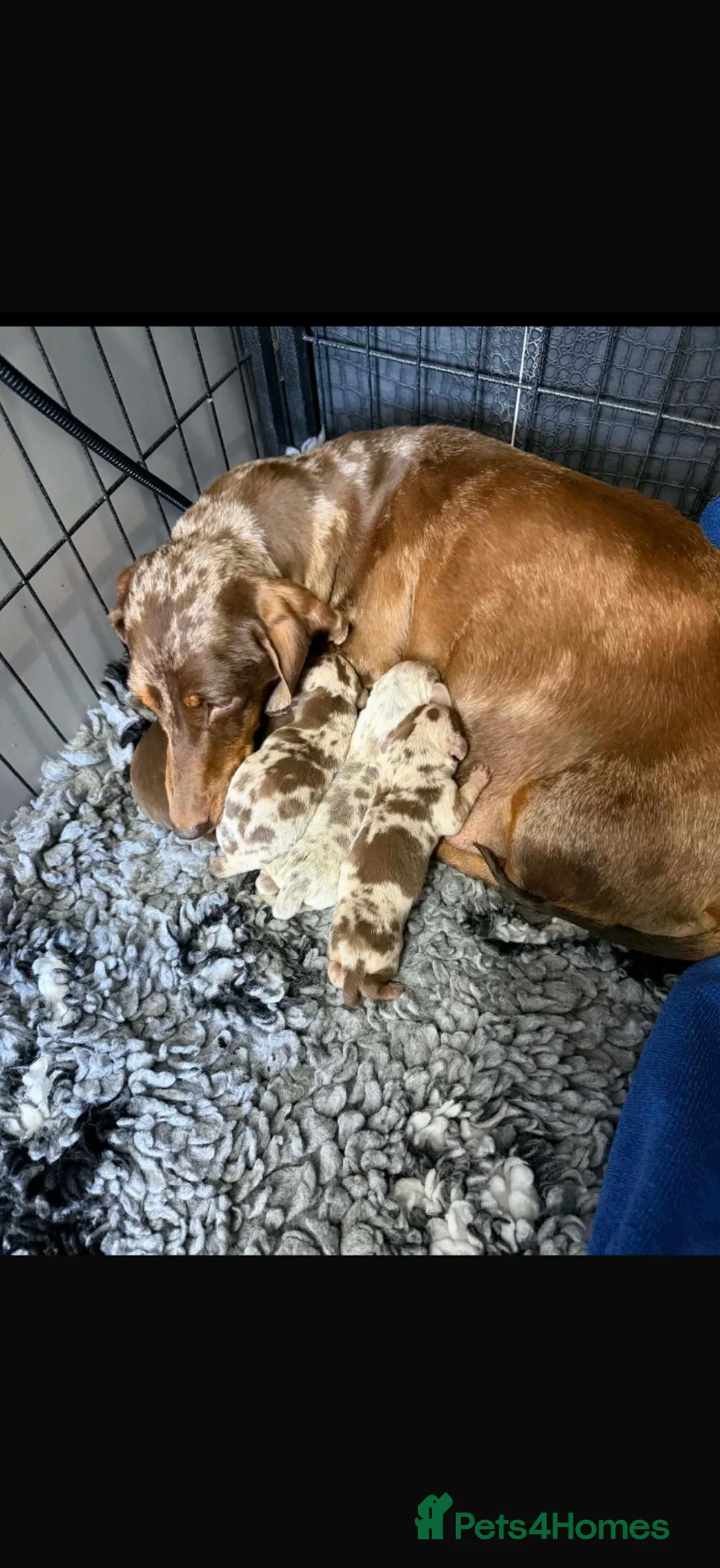 Miniature Dachshund dogs for sale: Beautiful Miniature Dachshunds - Advert 1