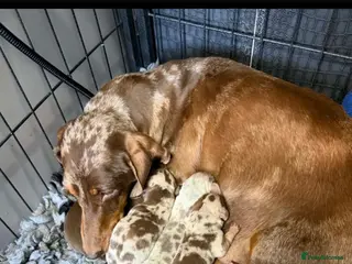 Miniature Dachshund dogs Beautiful Miniature Dachshunds - Advert 13