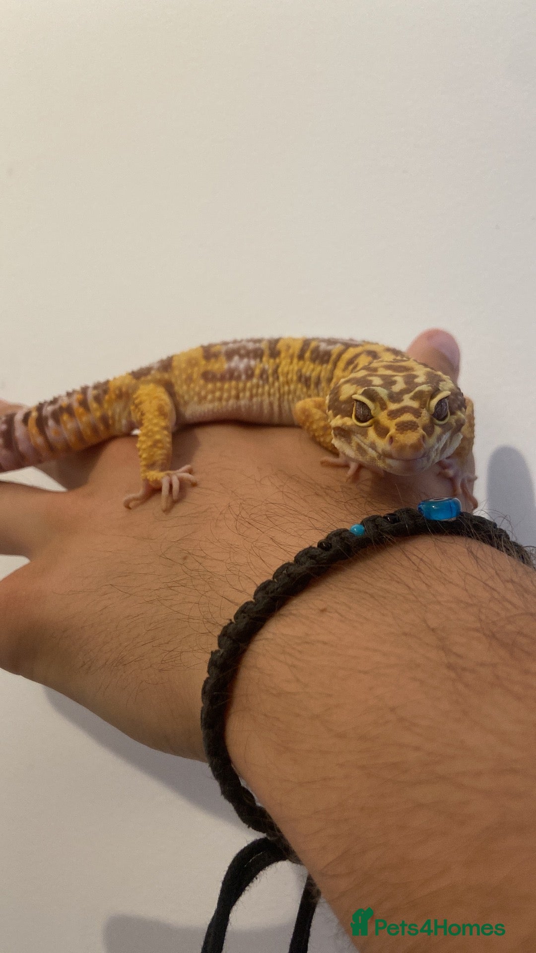 Leopard Gecko reptiles trempeh leopard gecko  - Advert 1
