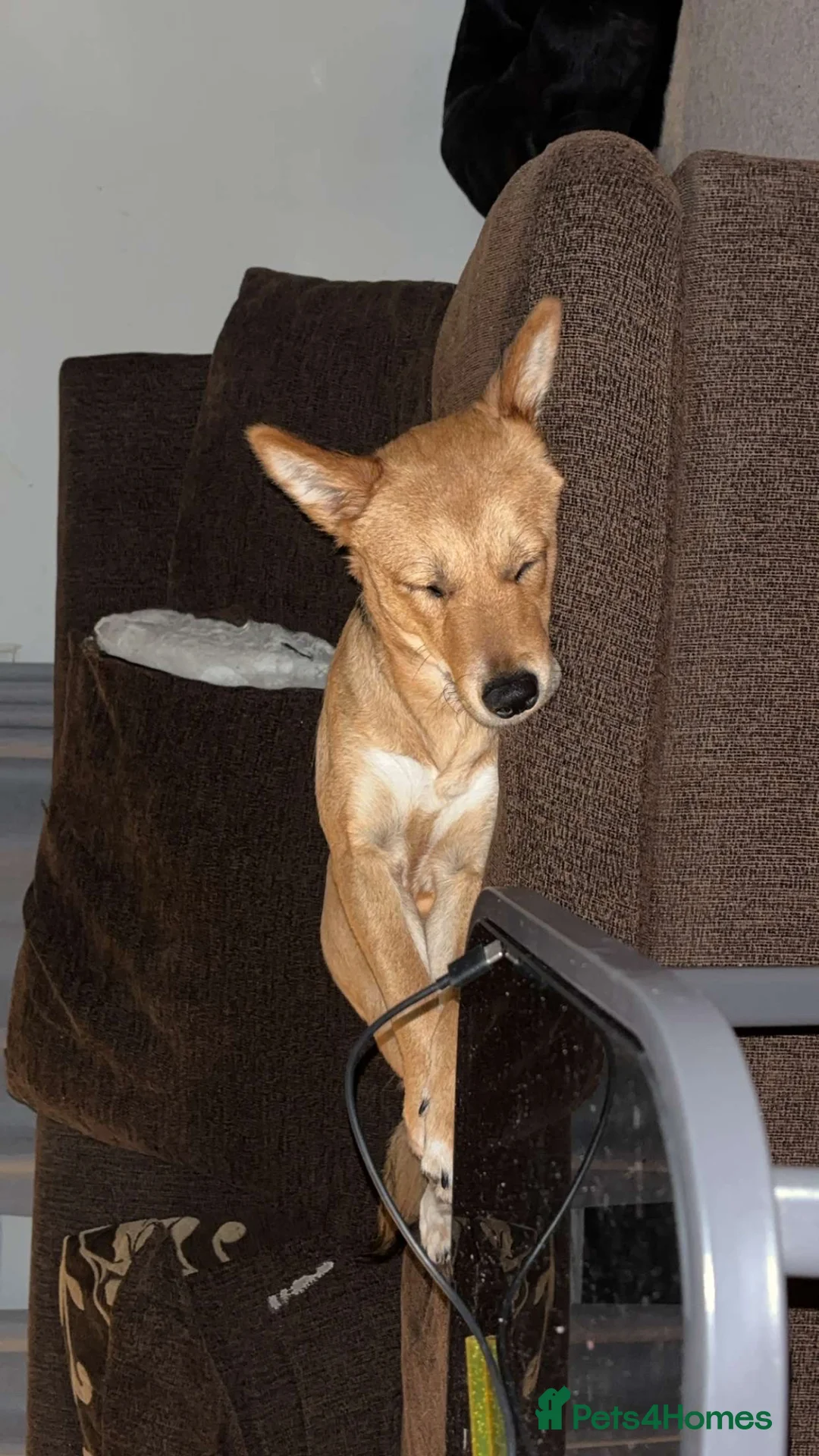 Mixed Breed dogs for sale: Korean Jindo x Sprollie  - Advert 2