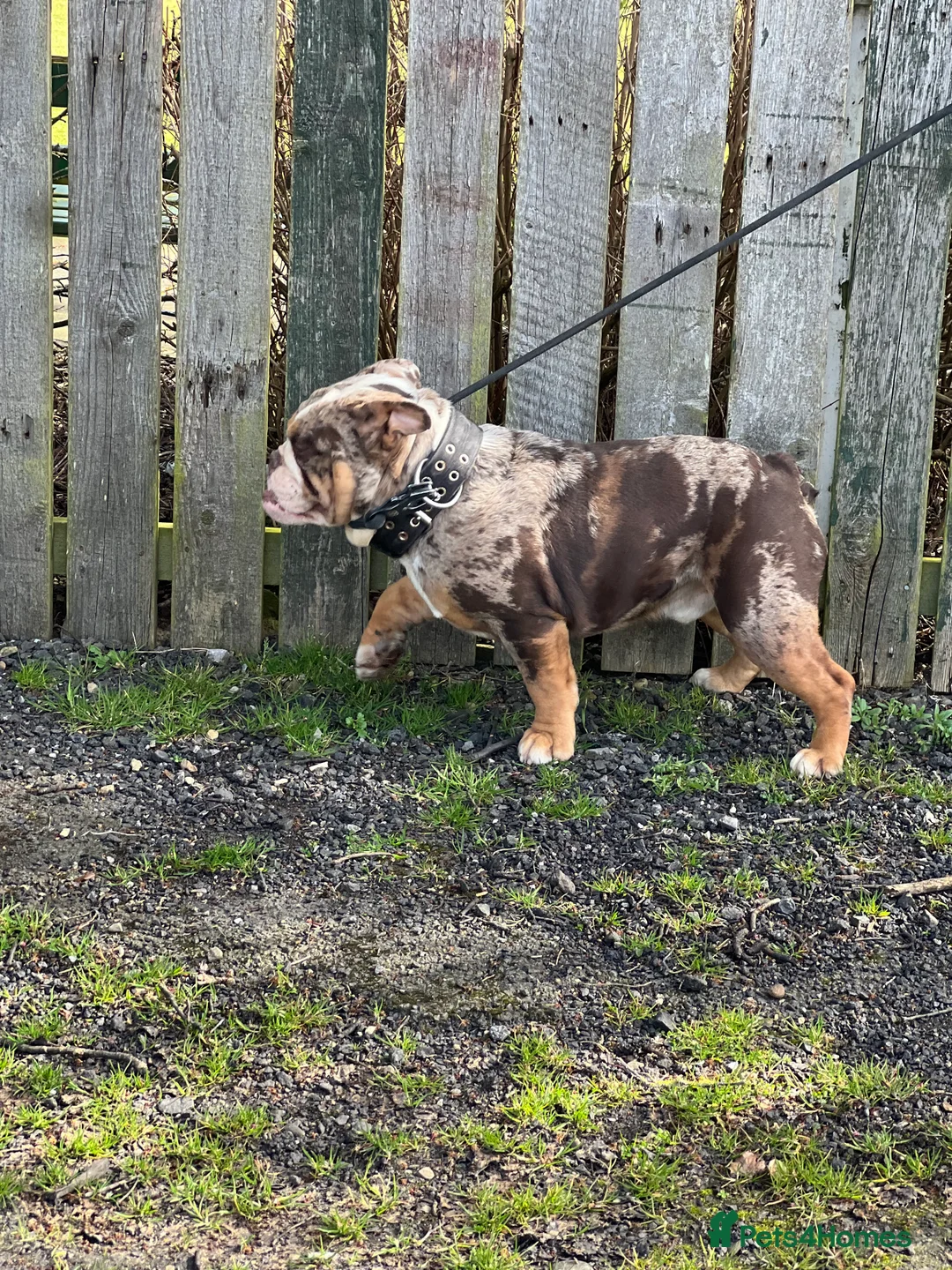 English Bulldog dogs for stud:  English bulldog health tested proven  in Newcastle upon Tyne - Advert 4