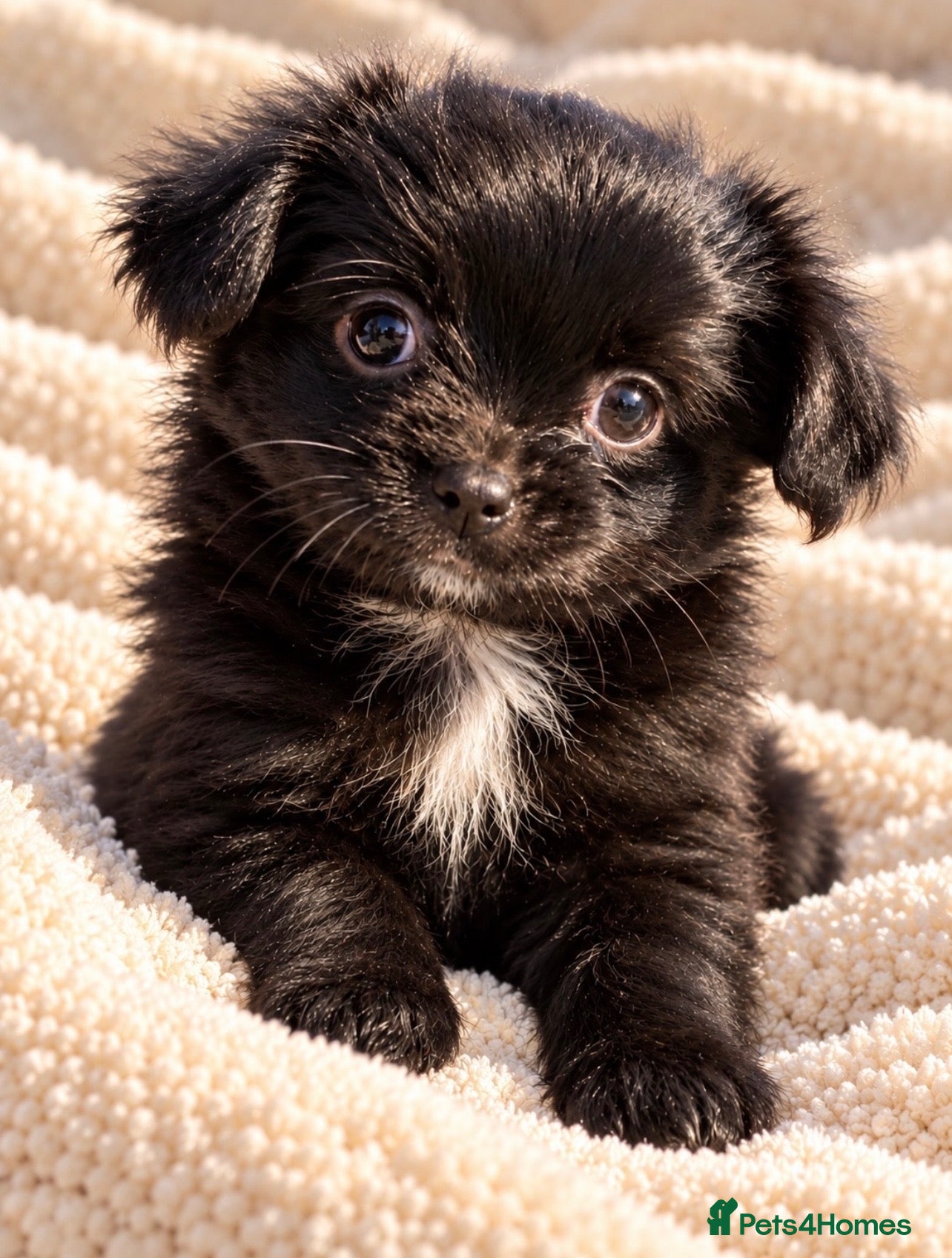 Chihuahua dogs for sale: Purebred Chihuahua Puppies – Not KC Registered - Advert 1