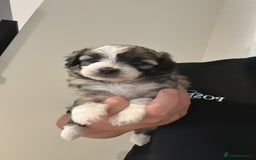 Maltipoo dogs for sale: Very small Maltipoo  - Image 16