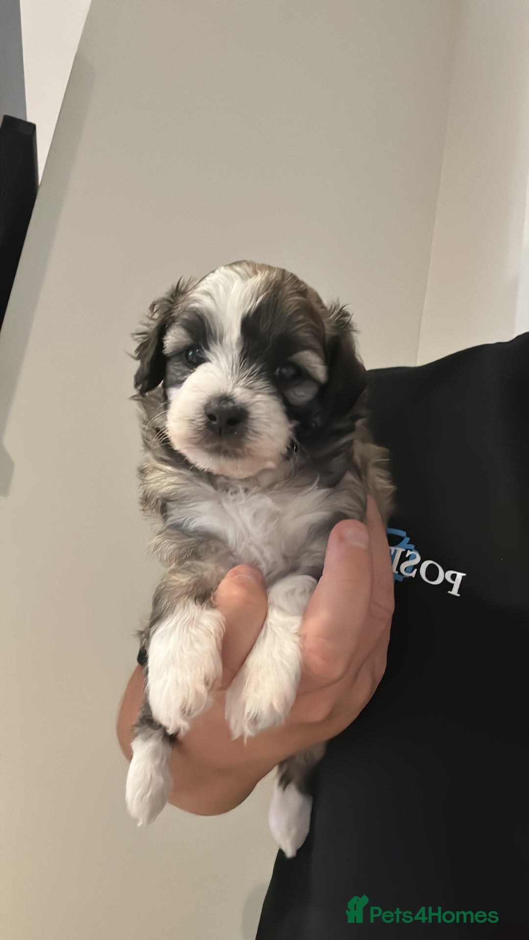 Maltipoo dogs for sale: Very small Maltipoo  - Image 16