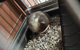 Rat rodents for sale: Rats for sale - Image 2