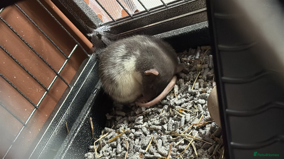 Rat rodents for sale: Rats for sale - Image 2
