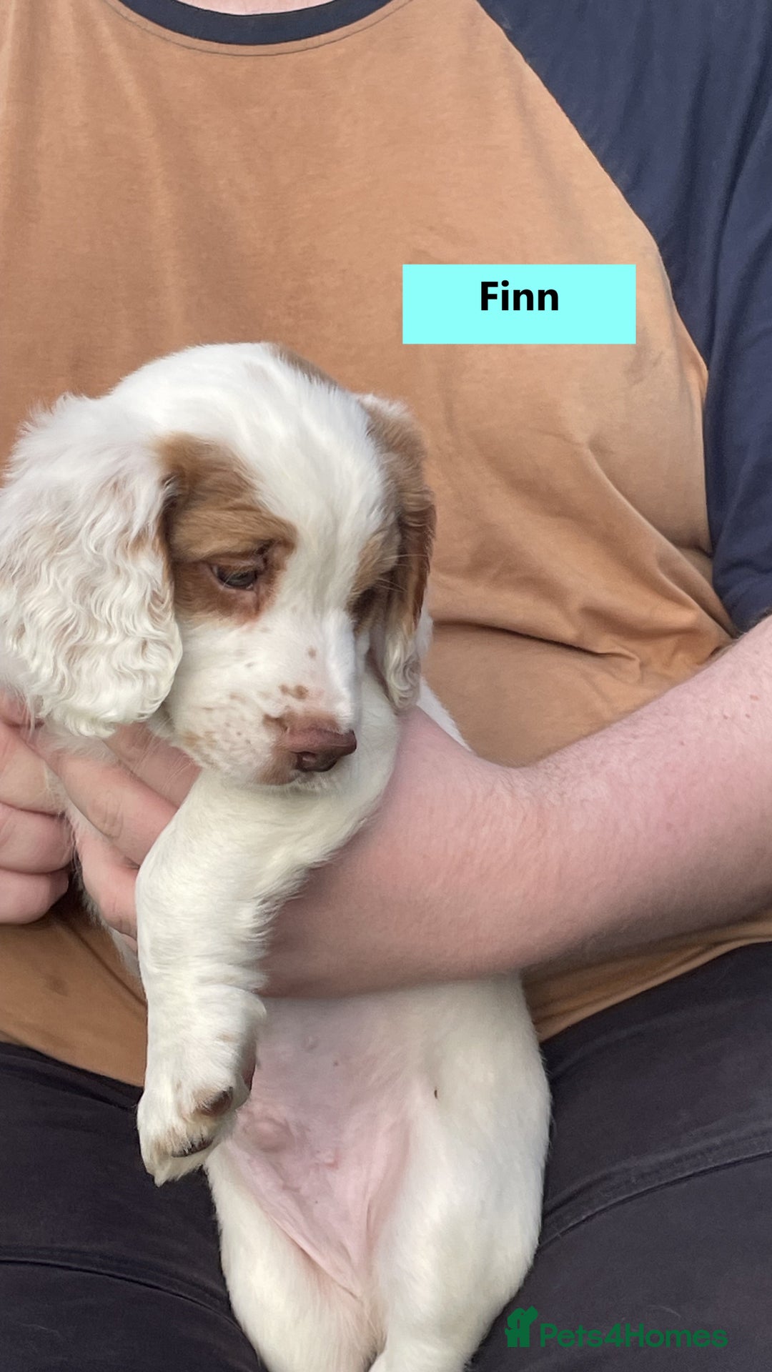 Cocker Spaniel dogs for sale: Stunning Working Cocker Spaniel Puppies - Image 5