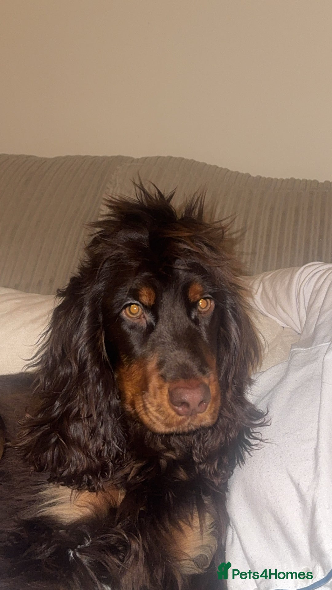 Cocker Spaniel dogs for sale: Cocker spaniel for sale  - Advert 3