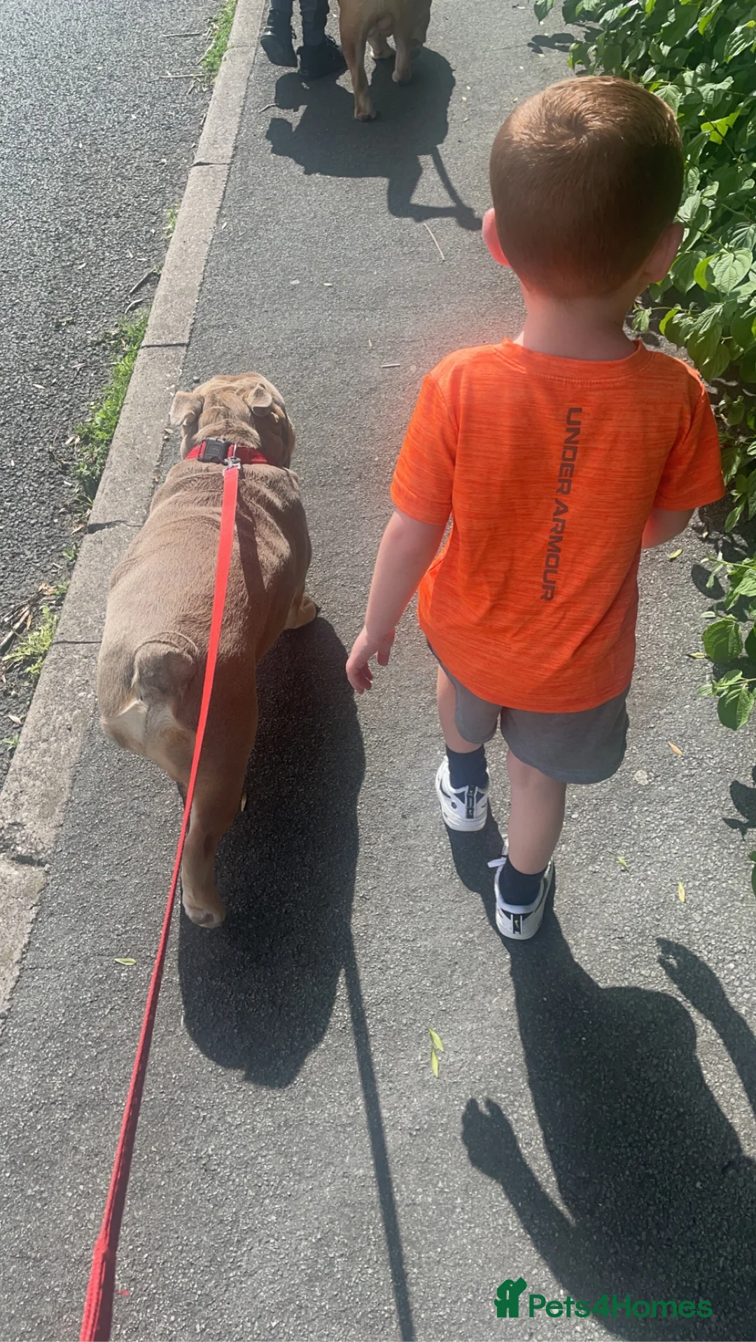 English Bulldog dogs for sale: English bulldog  in Flint - Advert 7