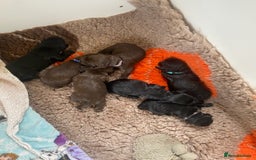 Sprocker dogs for sale: Gorgeous F1 health tested Sprockers  - Image 4
