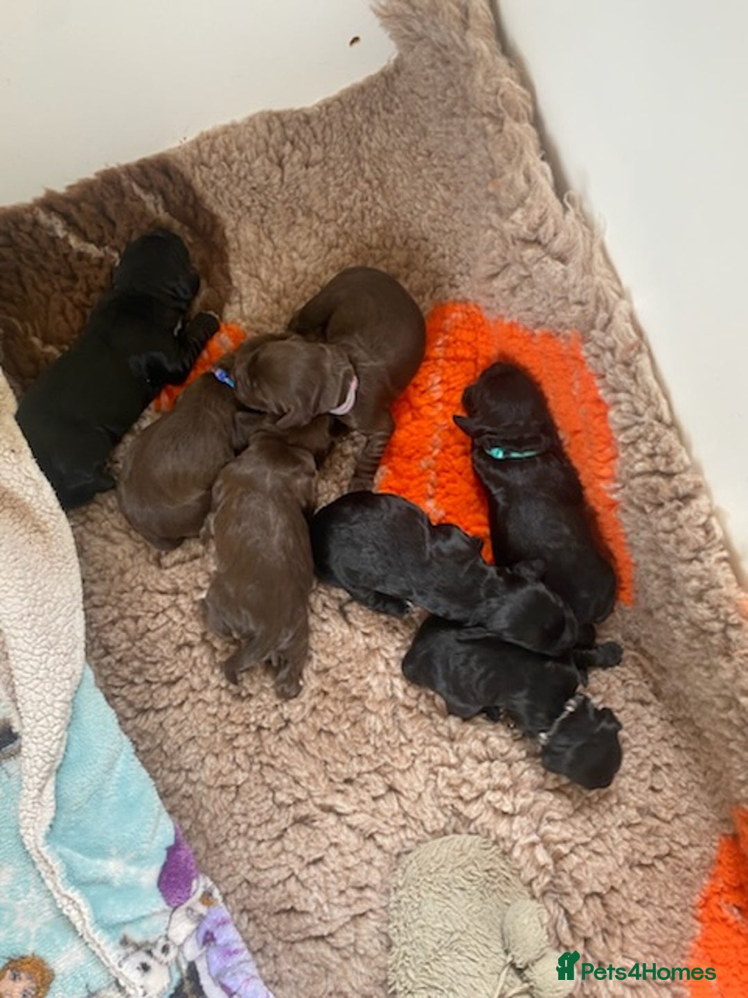 Sprocker dogs for sale: Gorgeous F1 health tested Sprockers  - Image 4