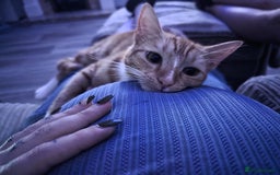 Mixed Breed cats for sale: 2 sister looking for new home  - Image 9