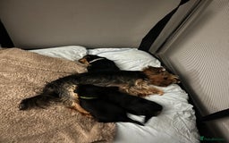 Yorkshire Terrier dogs for sale: Mini Yorkshire Terrier, blue skin tan - Image 9