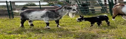 Goats livestock for sale: Pygmy Kids For Sale  - Advert 5