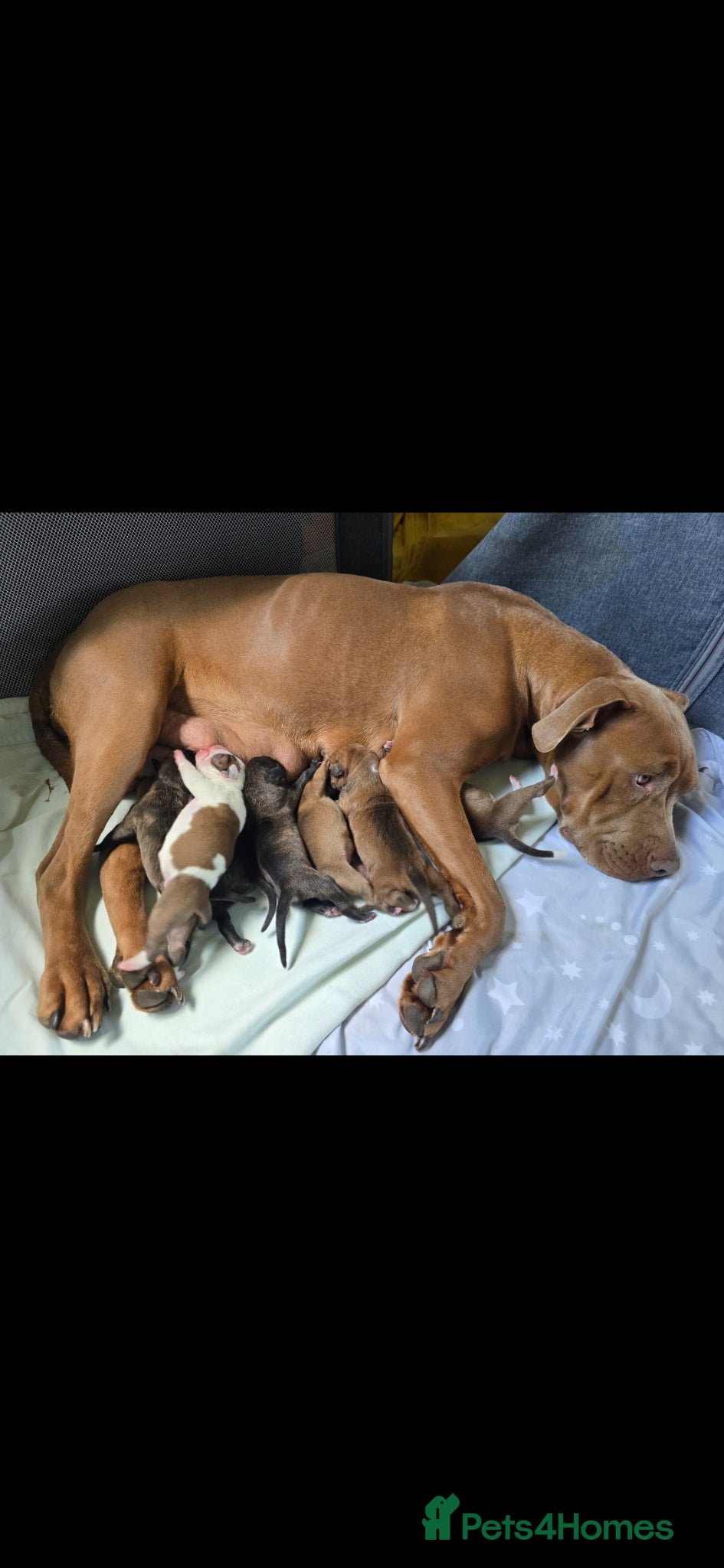 Mixed Breed dogs Beautiful American bulldog pups  - Advert 6