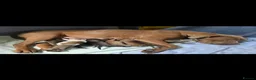 Mixed Breed dogs for sale: Beautiful American bulldog pups  - Advert 1