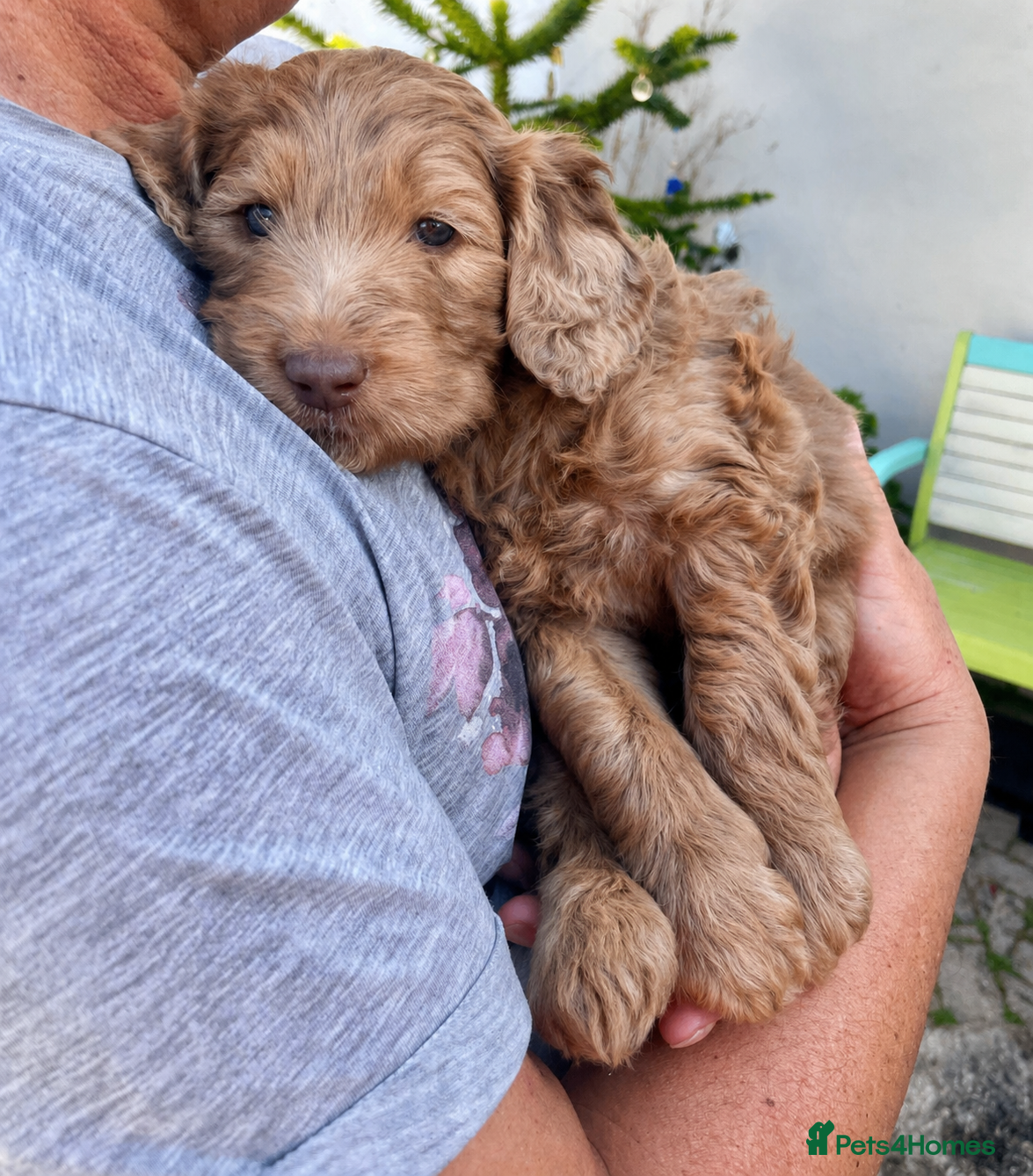 Double Doodle dogs Ultimate Double Doodles - lovely temperaments - Advert 1