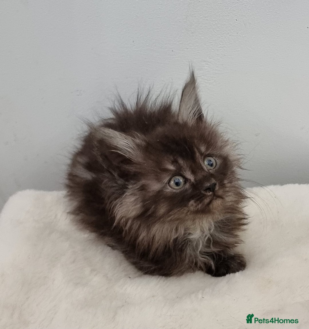 Maine Coon cats for sale: Pedigree Maine Coon Kittens for sale  - Advert 24