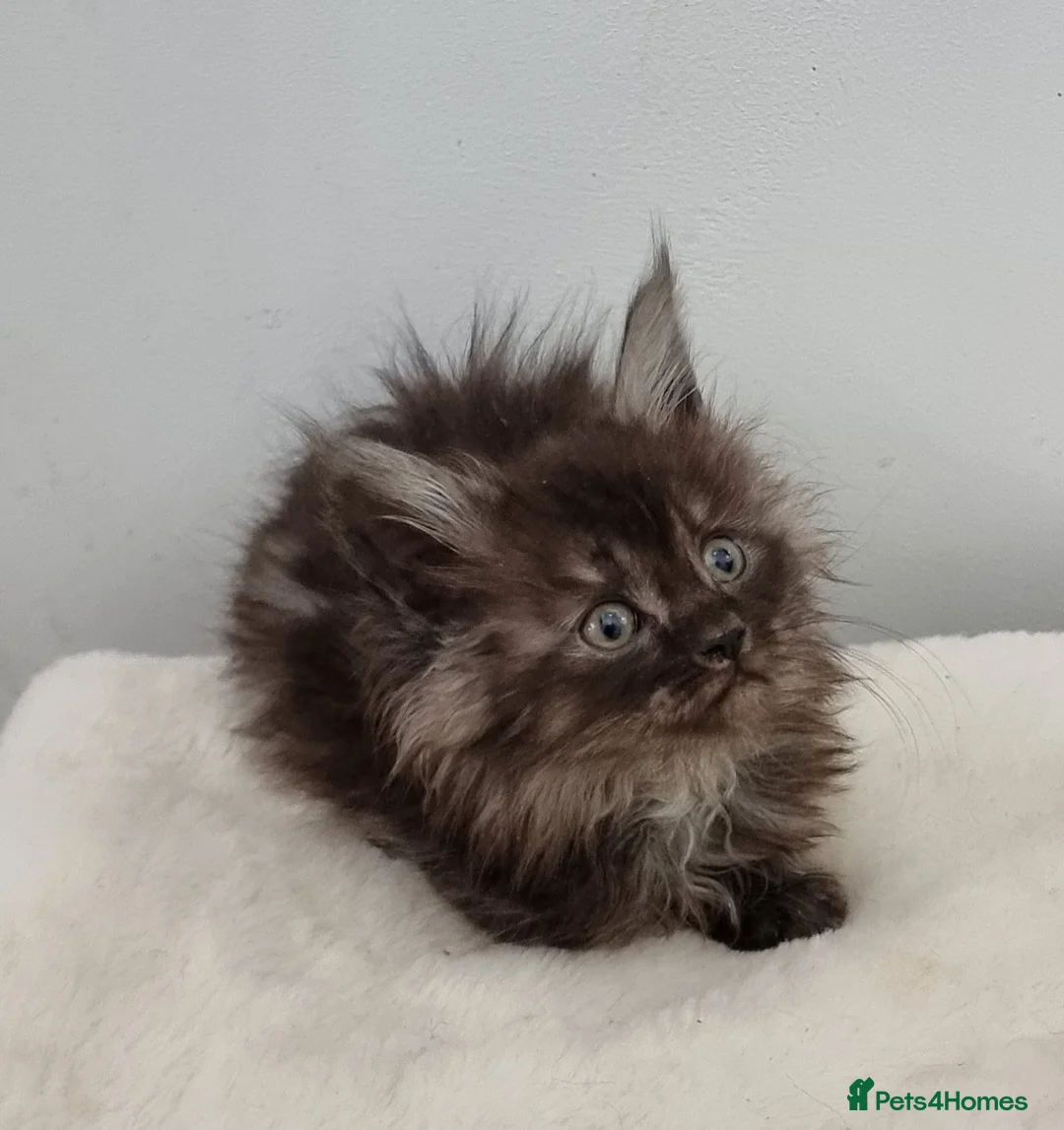 Maine Coon cats for sale: Pedigree Maine Coon Kittens for sale  - Advert 24