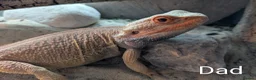 Bearded Dragon reptiles for sale: Baby Bearded Dragons  - Advert 12