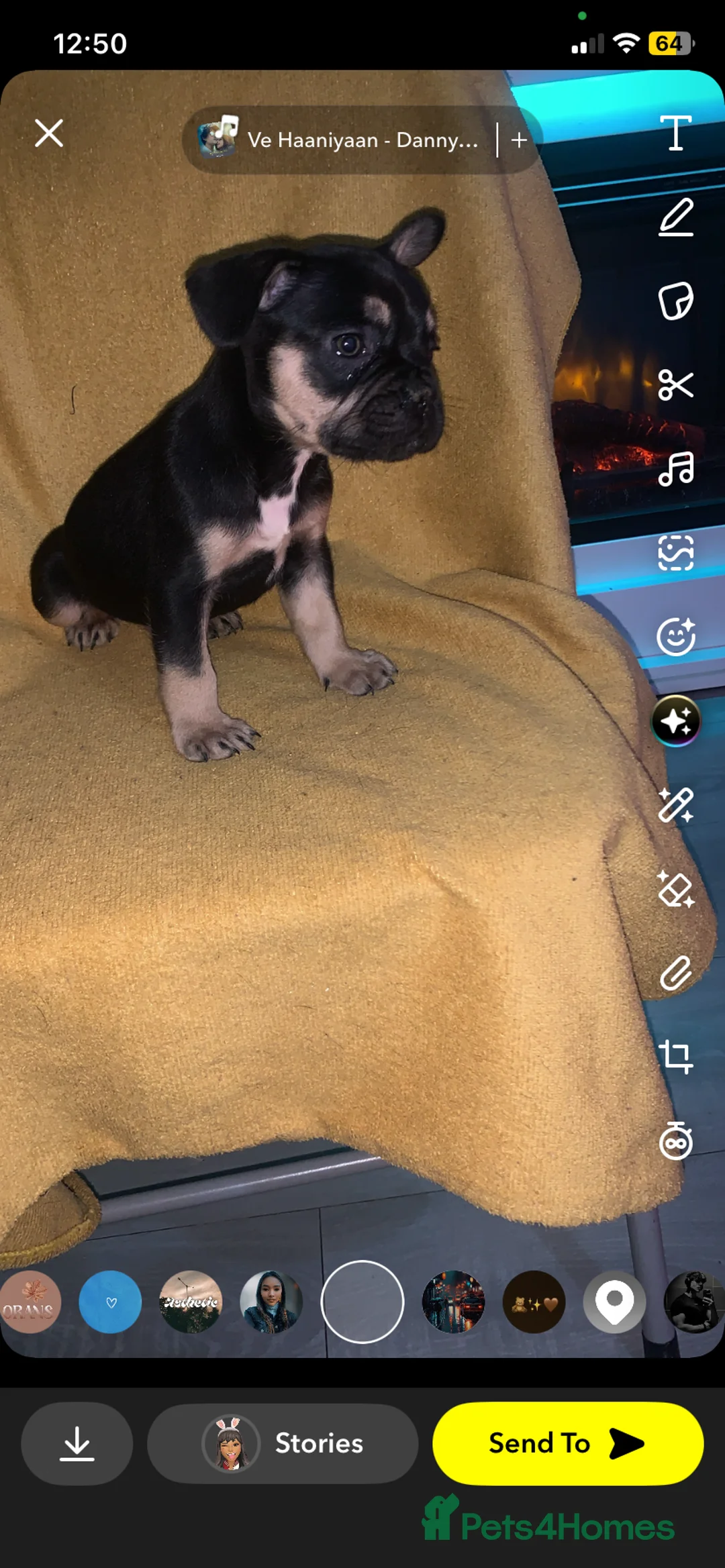 French Bulldog dogs for sale: Stunning French bulldog puppy's for sale  - Advert 4