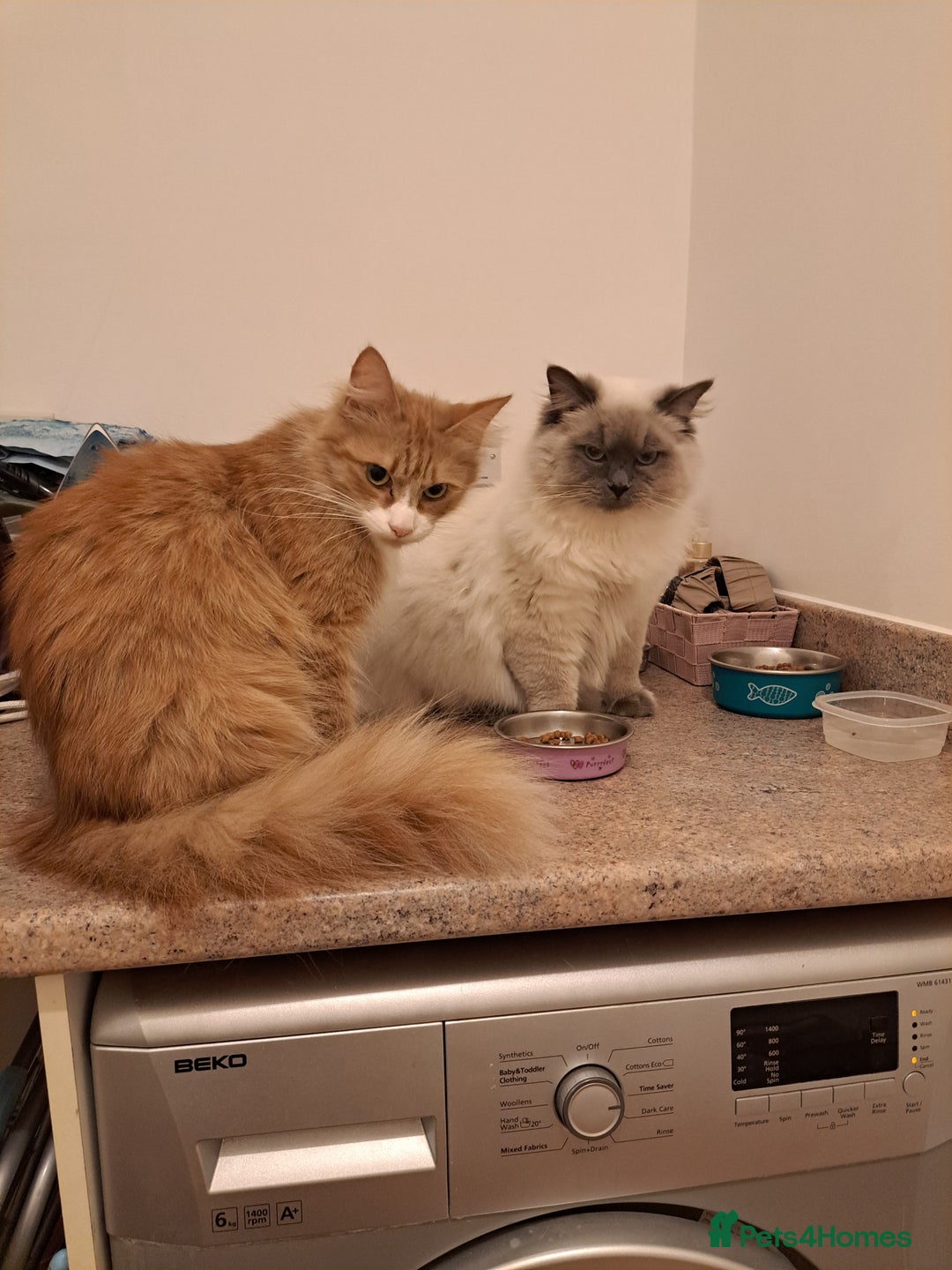 Mixed Breed cats for sale: Mix maine coon and ragdoll  - Image 3