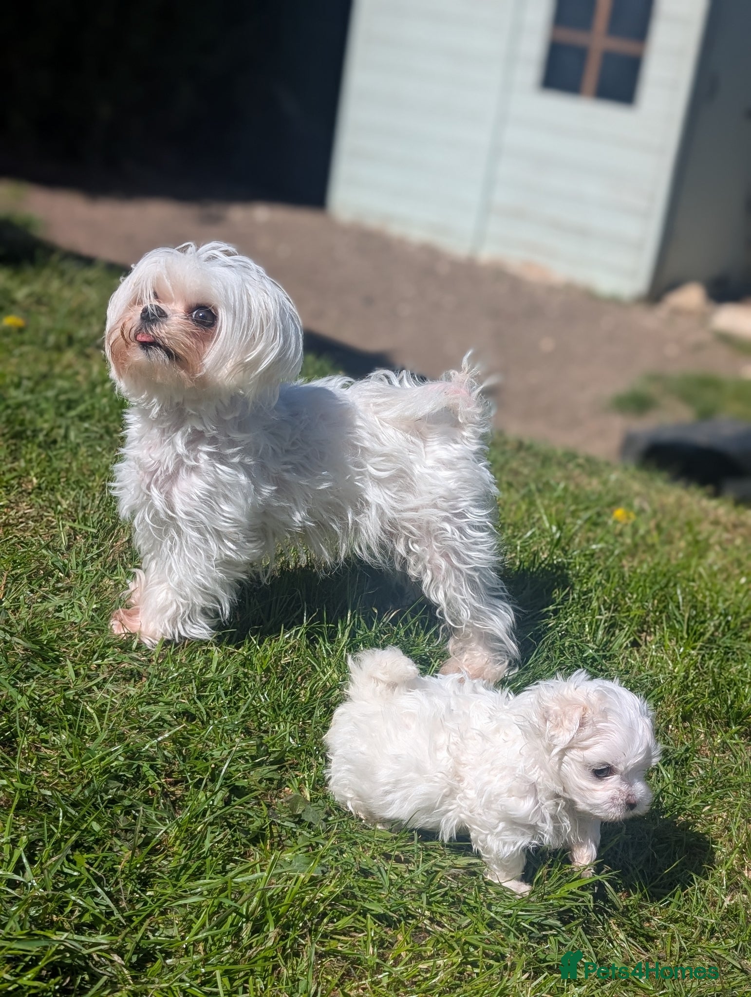 Maltese dogs 2 beautiful micro maltese  - Advert 6