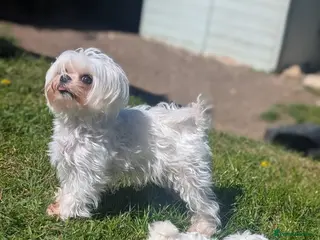 Maltese dogs 2 beautiful micro maltese - Advert 6