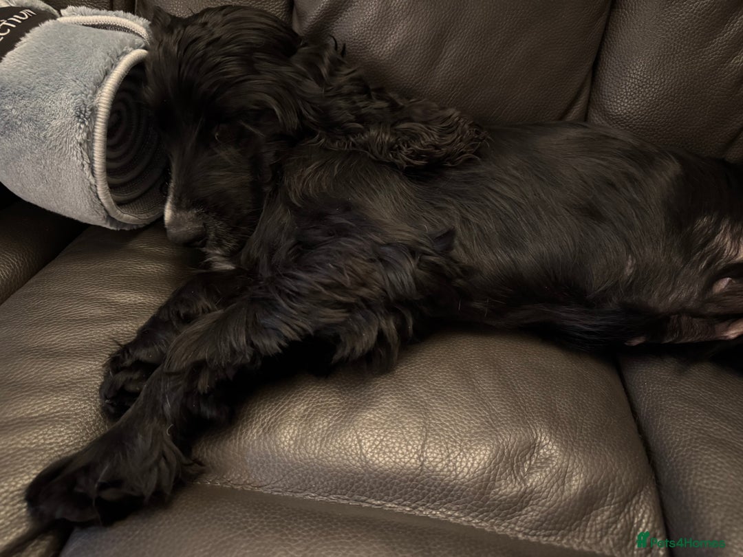 Cocker Spaniel dogs for sale: Winnie - cocker spaniel - Advert 4