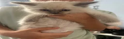 Ragdoll cats for sale: Ready to leave reduced price  - Advert 7