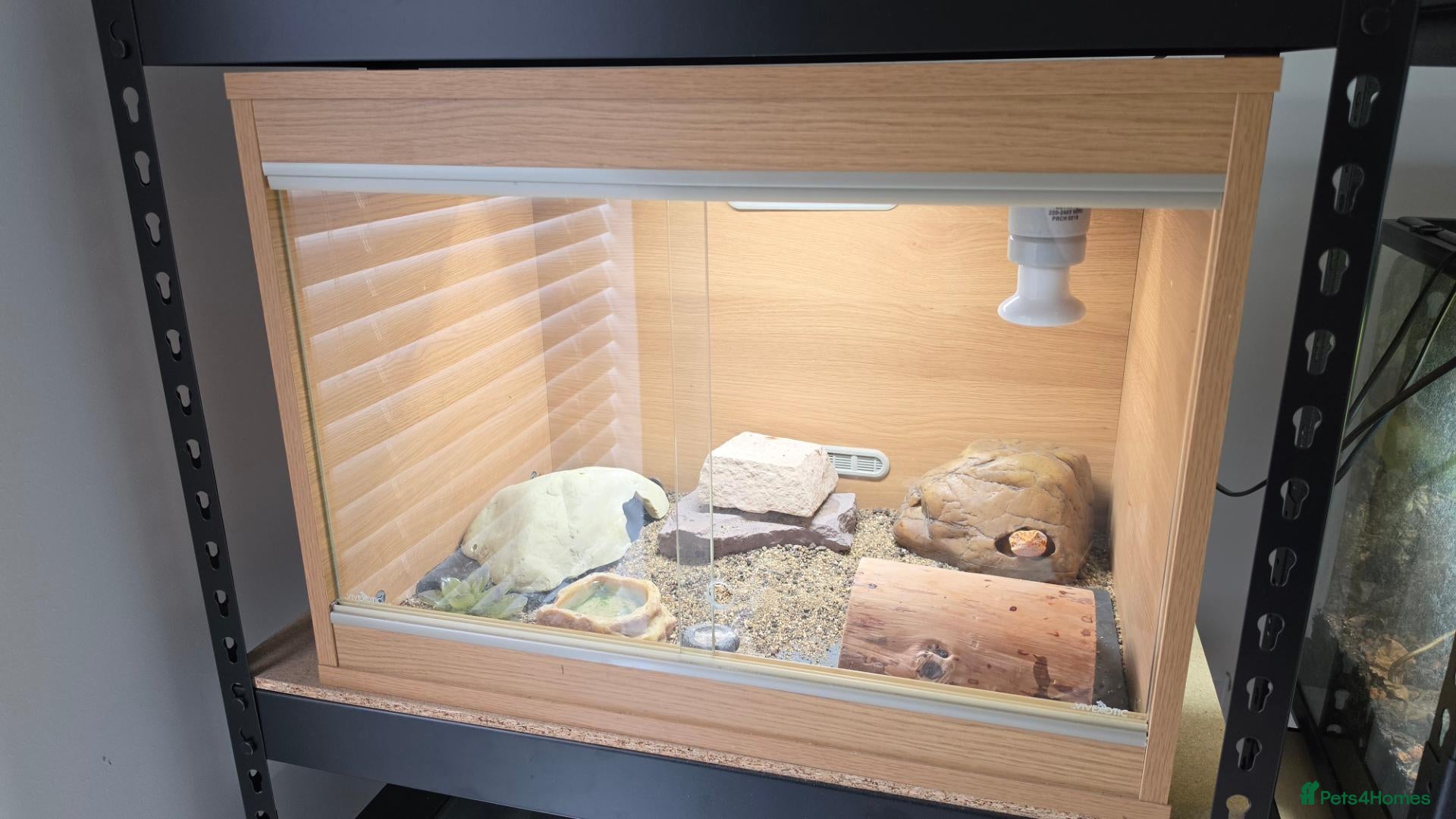 Leopard Gecko reptiles Adult Female Leopard Gecko with 2ft Setup - Advert 3