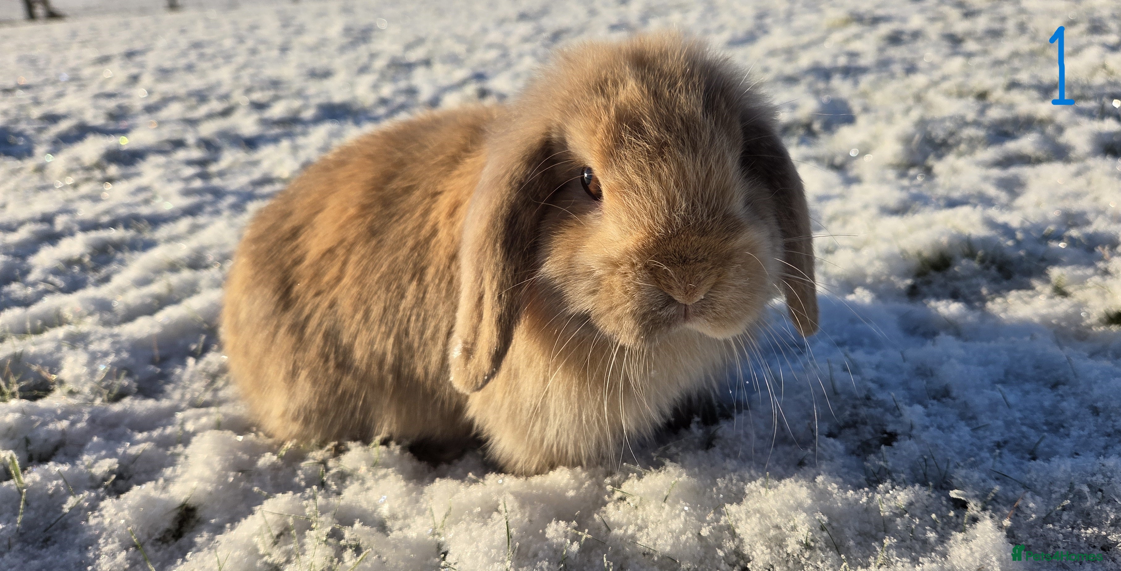 Mini Lop rabbits Beautiful Baby Purebred Mini Lops - Ready Now - Advert 10