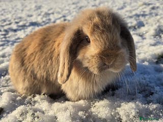 Mini Lop rabbits Beautiful Baby Purebred Mini Lops - Ready Now - Advert 8